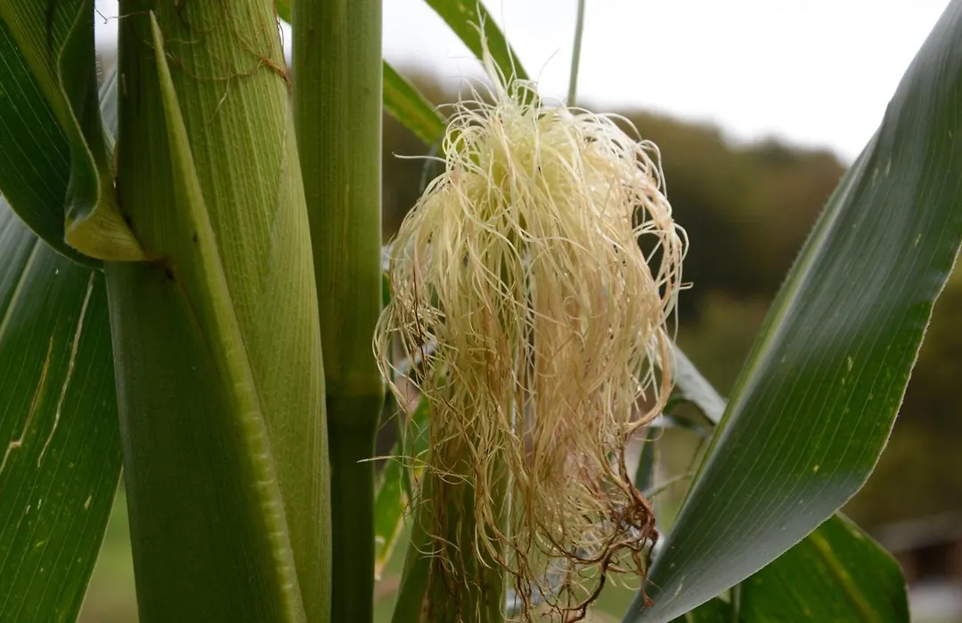 Agri Quierta - Camerette-1